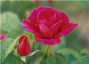 Rosa x ssp.