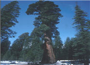Sierra Redwood