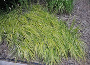 White-edged Hakone Grass