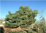 Pinus sylvestris 'Glauca Compacta'