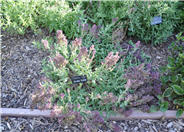 Salvia nemorosa 'Pusztaflamme'