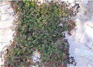 Trifolium repens Atropurpureum