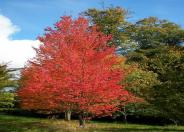 Red  Maple