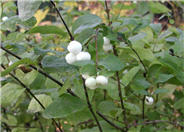 White Snowberry