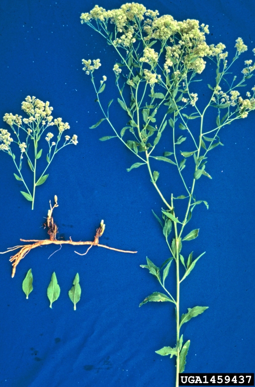 Weed photo of: Lepidium latifolium