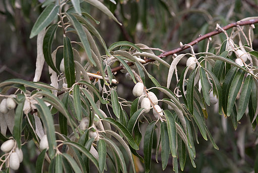 Weed photo of: Elaeagnus angustifolia