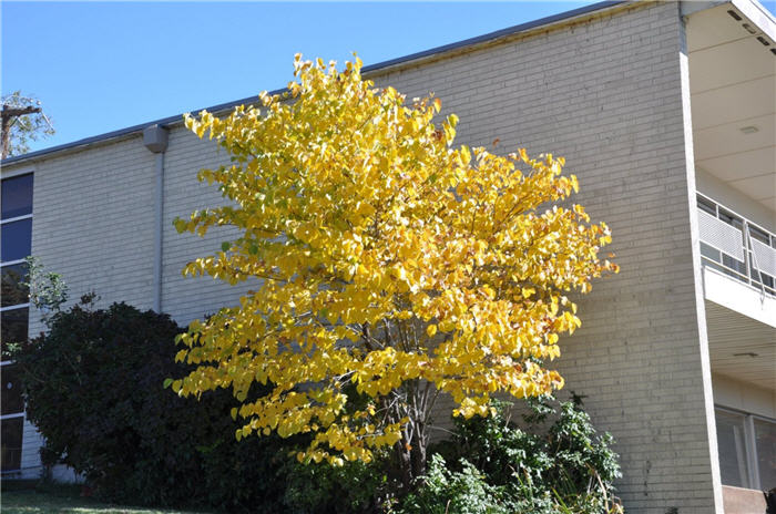 Plant photo of: Cercis canadensis