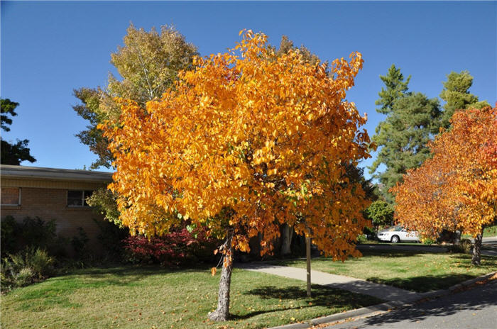 Plant photo of: Cercis canadensis