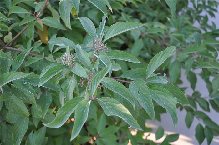 Plant photo of: Prunus besseyi