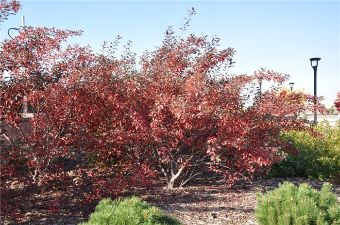 Plant photo of: Prunus besseyi