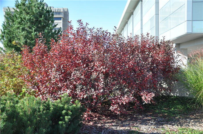 Plant photo of: Prunus besseyi