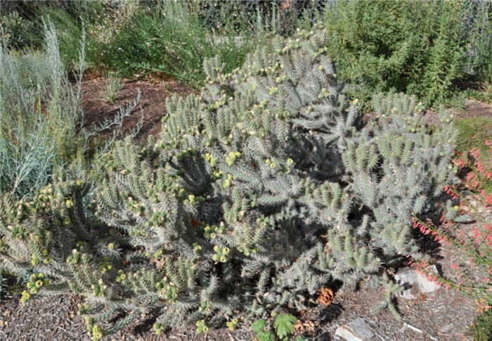 Plant photo of: Cylindropuntia echinocarpa