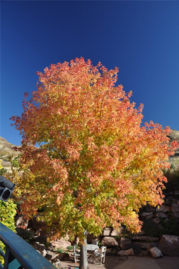 Plant photo of: Acer ginnala 'Flame'