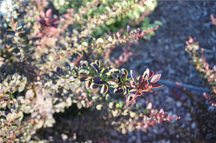 Plant photo of: Berberis t. var. atropurpurea 'Golden Ri