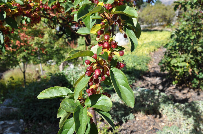 Plant photo of: Malus 'Red Jewel'