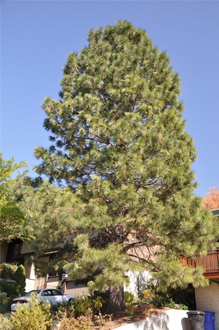 Plant photo of: Pinus nigra