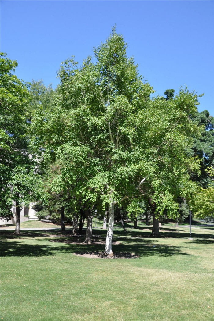 Plant photo of: Quercus mongolica
