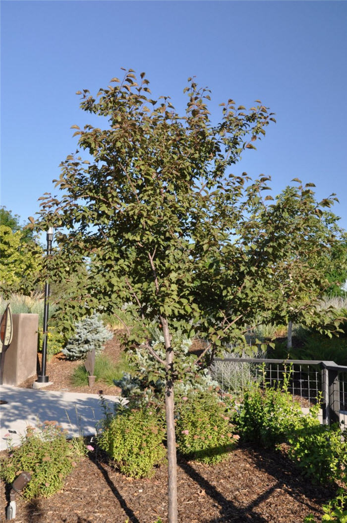 Plant photo of: Prunus x blireana