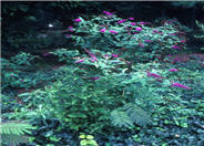 Purple Prince Butterfly bush
