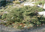 Juniperus communis 'Hornibrookii'